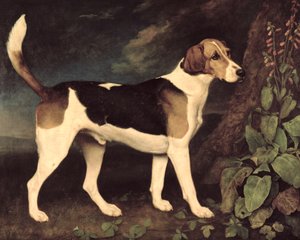 Ringwood, bir Brocklesby Foxhound, 1792